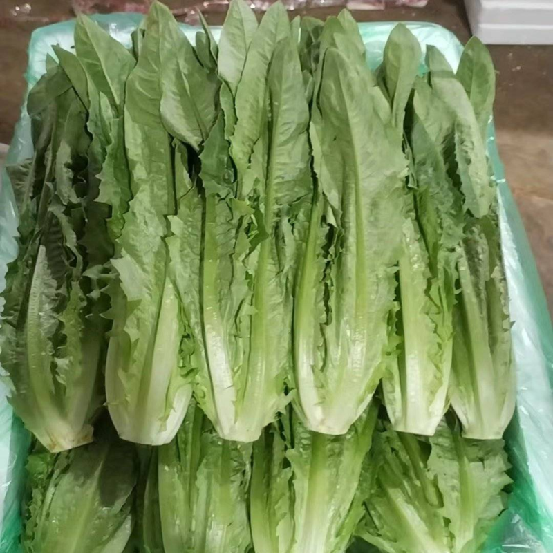 急售！精品油麦菜/云南油麦菜/可按需加工/全国发货一条龙