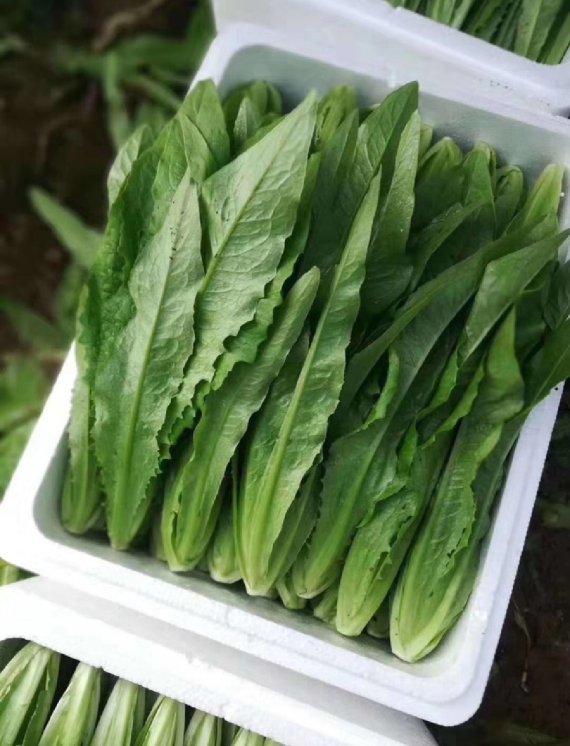 急售！精品油麦菜/云南油麦菜/可按需加工/全国发货一条龙
