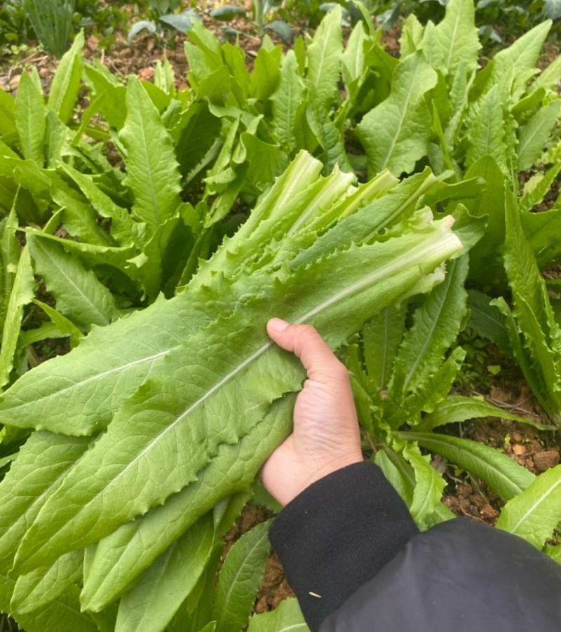 急售！精品油麦菜/云南油麦菜/可按需加工/全国发货一条龙