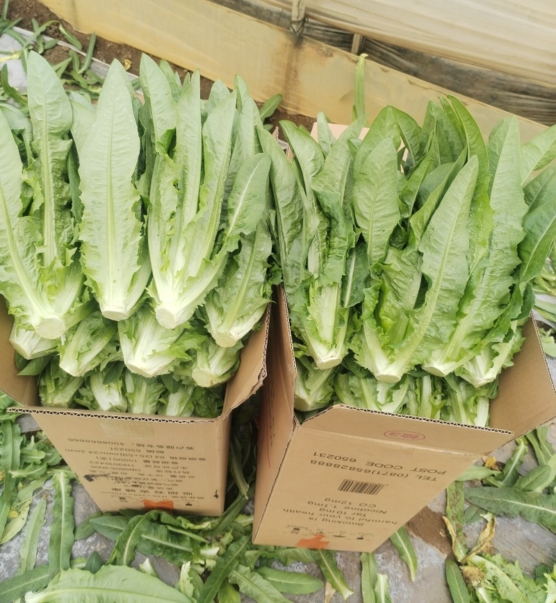 急售！精品油麦菜/云南油麦菜/可按需加工/全国发货一条龙