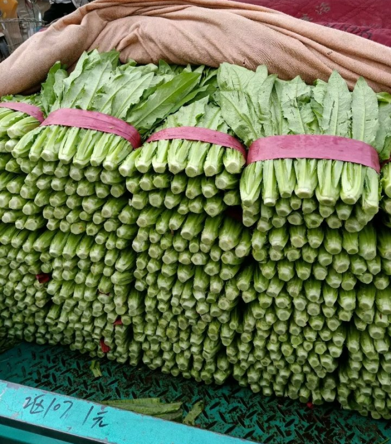 急售！精品油麦菜/云南油麦菜/可按需加工/全国发货一条龙
