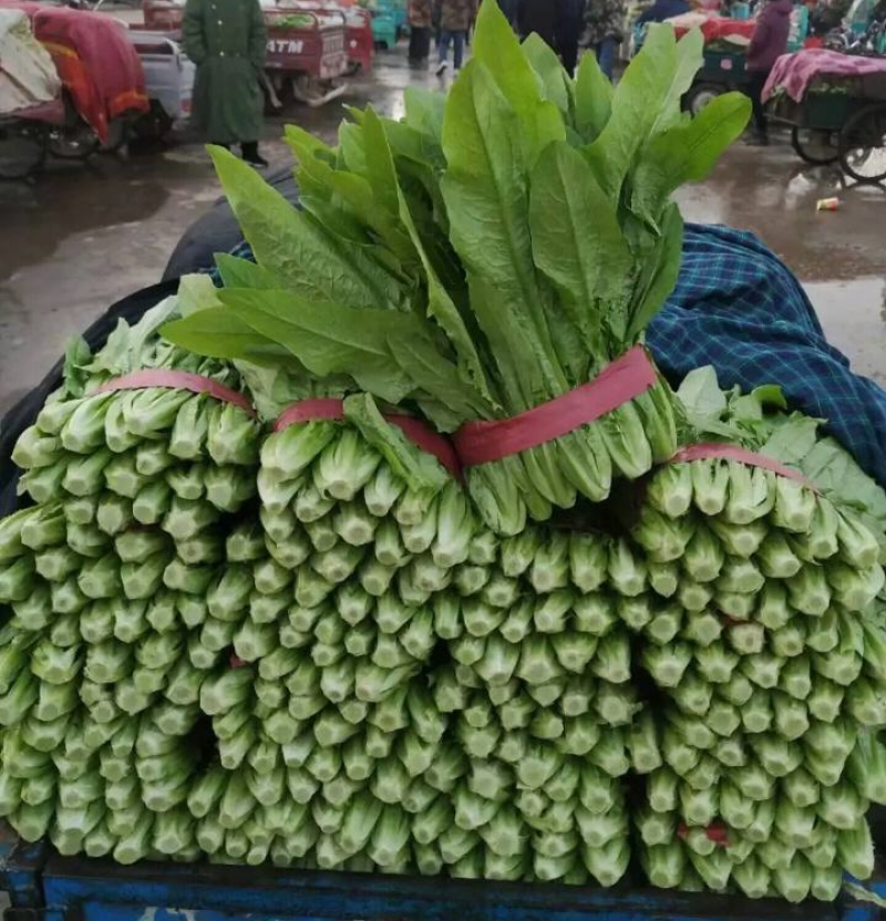 急售！精品油麦菜/云南油麦菜/可按需加工/全国发货一条龙