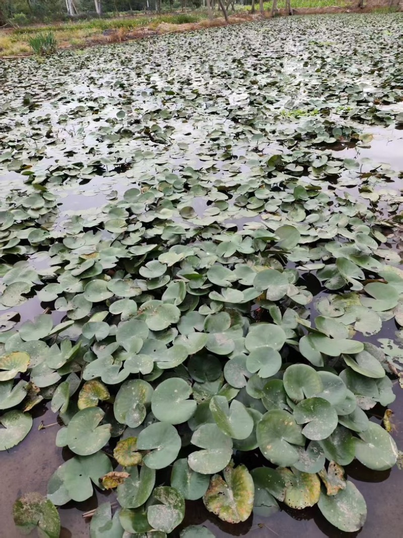 睡莲