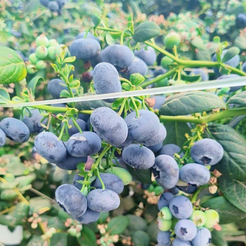 云南蓝莓大量上市