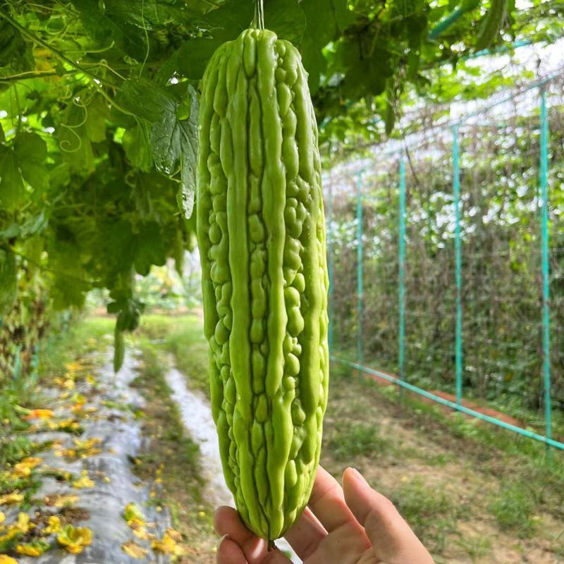 菜满田杂交中熟厚肉苦瓜种子颜色油绿略白有光泽瓜实耐裂耐