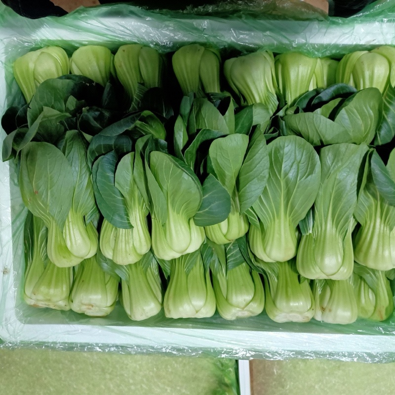 《云南上海青》基地现货供应/规格齐全/量大从优/全国发货
