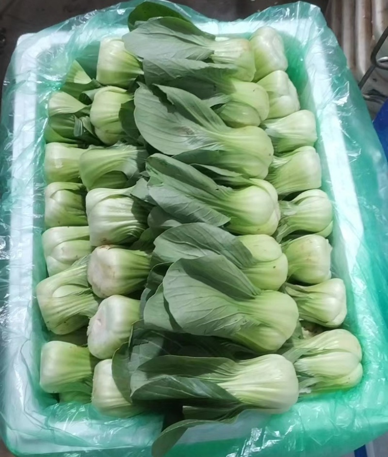 【急售】云南上海青油菜/基地现货/可按需包装/全国发货