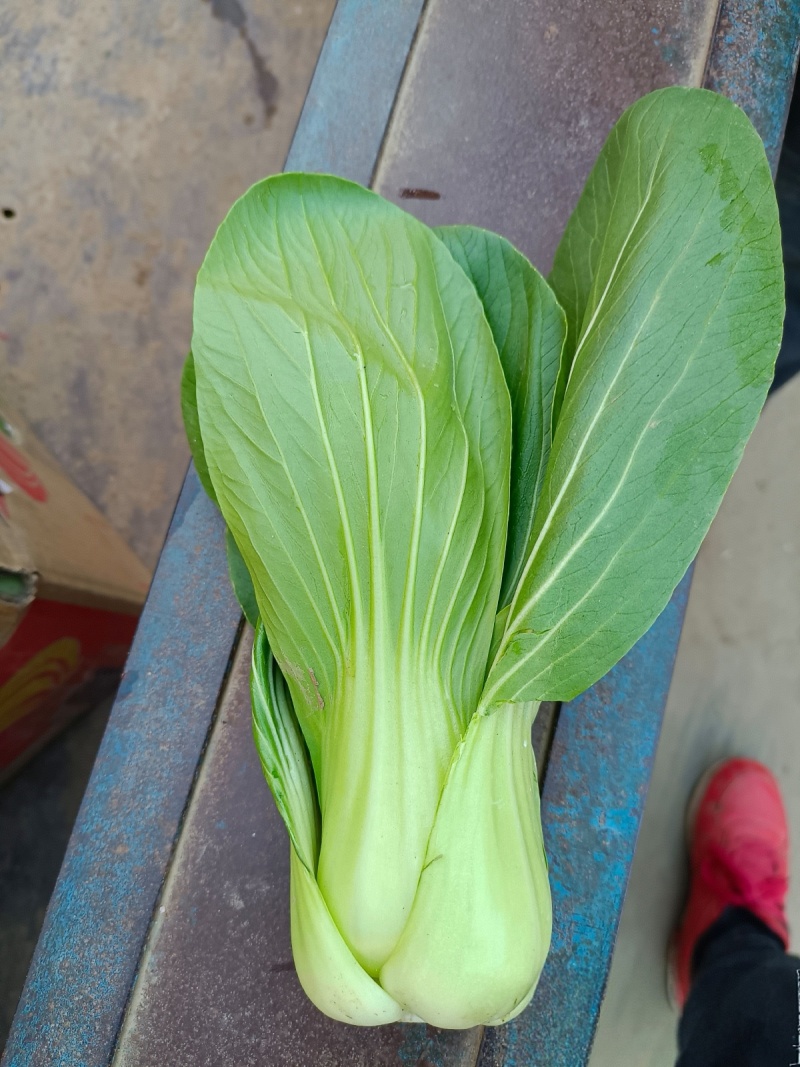 【急售】云南上海青油菜/基地现货/可按需包装/全国发货