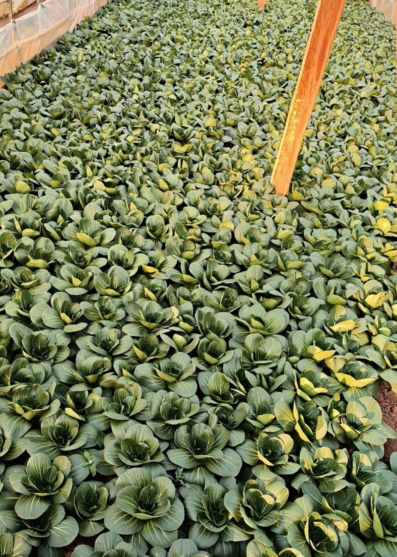【急售】云南上海青油菜/基地现货/可按需包装/全国发货