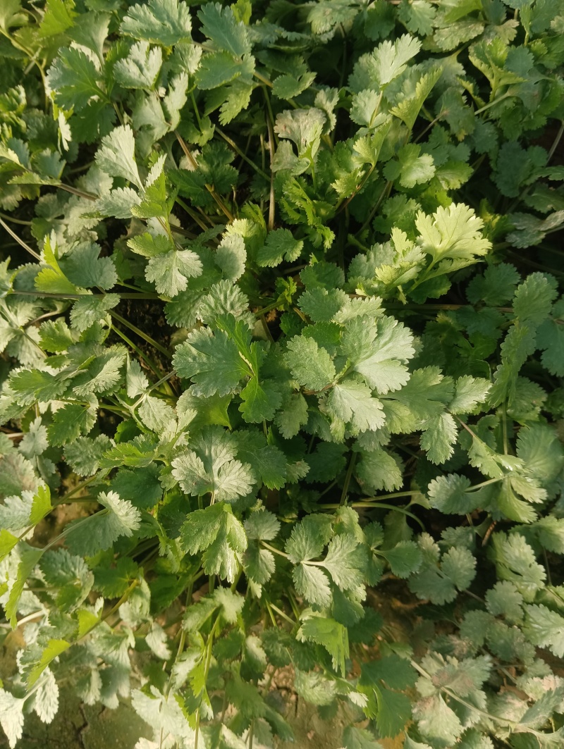 精品大棚香菜大量上市中