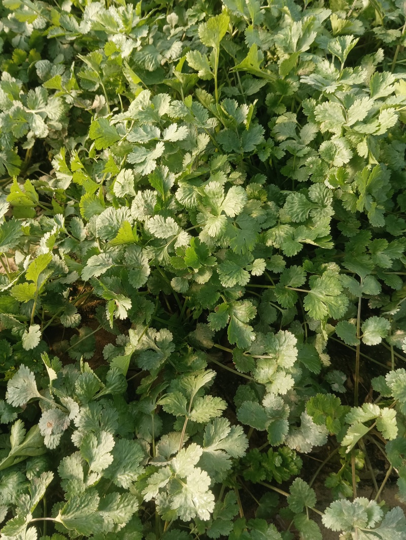 精品大棚香菜大量上市中