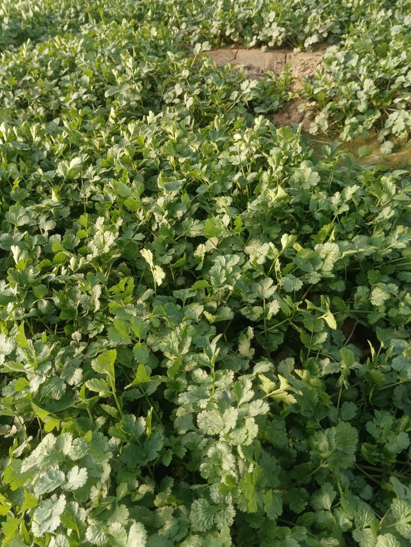 精品大棚香菜大量上市中