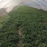 精品大棚香菜大量上市中