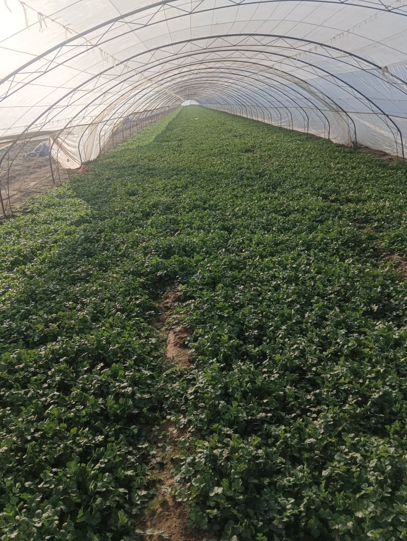 精品大棚香菜大量上市中