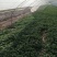 精品大棚香菜大量上市中
