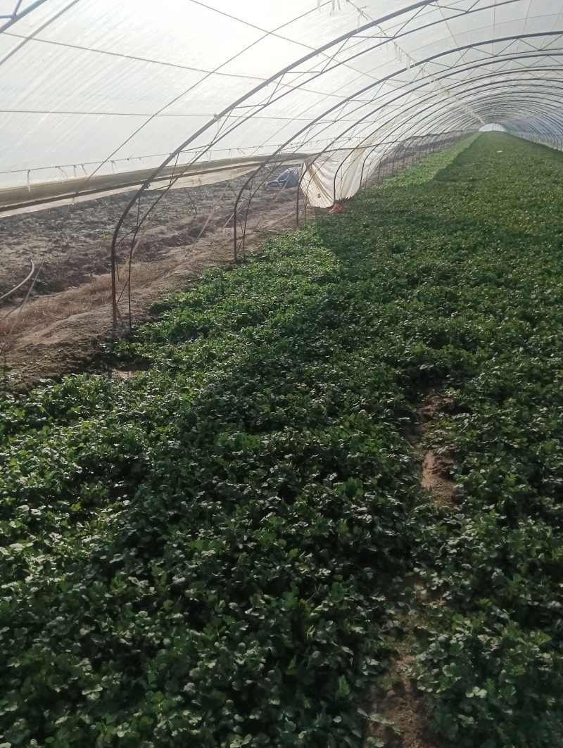 精品大棚香菜大量上市中