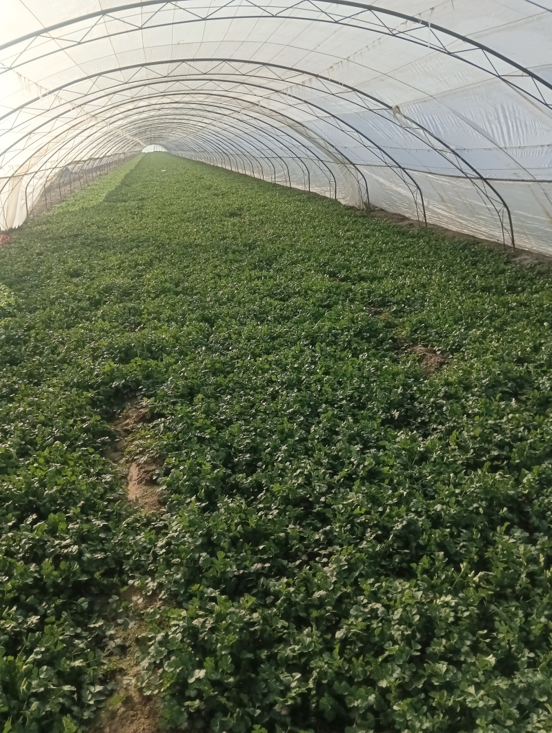 精品大棚香菜大量上市中