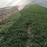 精品大棚香菜大量上市中