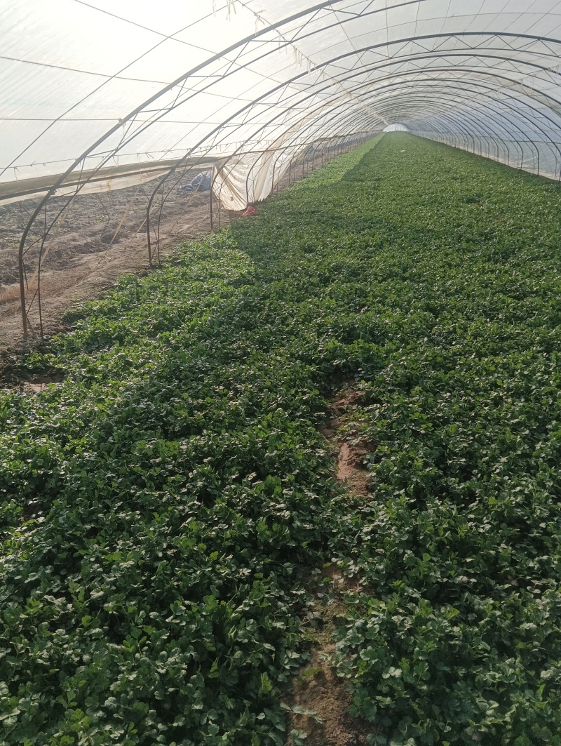 精品大棚香菜大量上市中