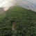 精品大棚香菜大量上市中