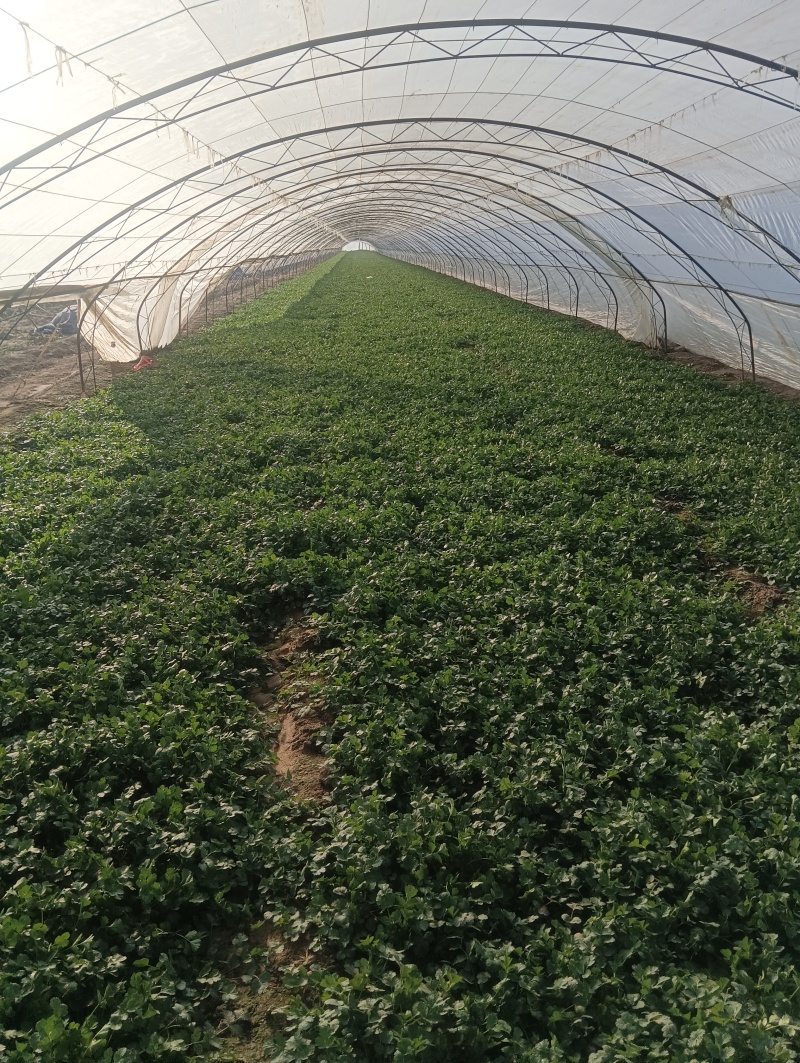 精品大棚香菜大量上市中