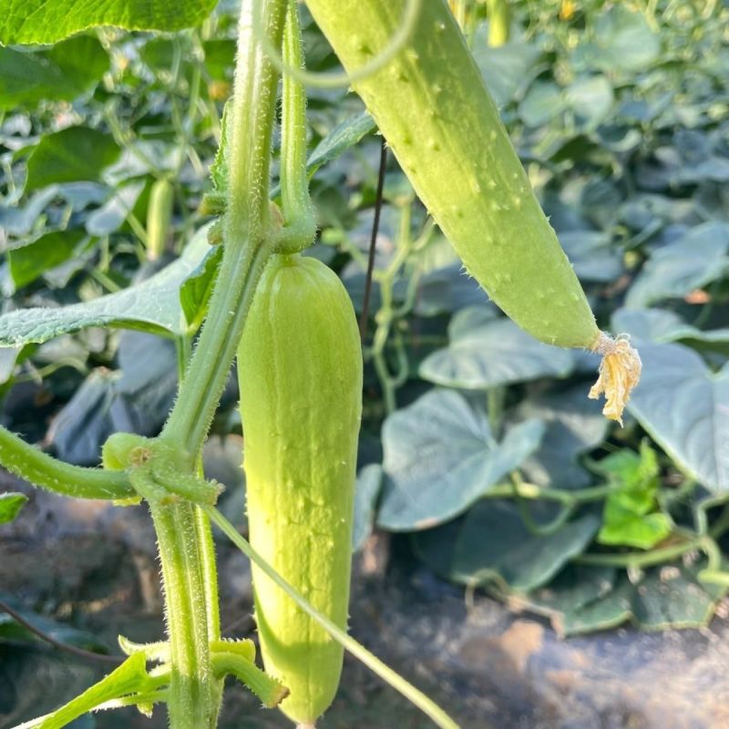 中农脆玉2号白黄瓜种子春秋保护地把短好吃脆甜