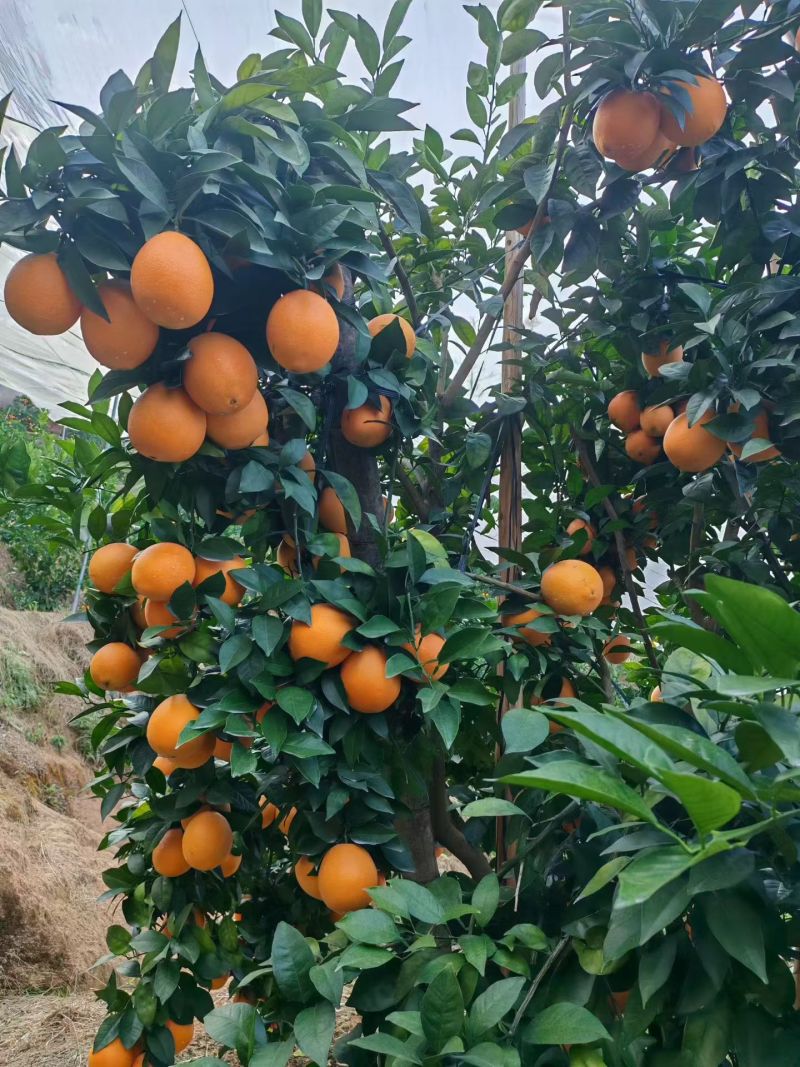 江西赣南脐橙