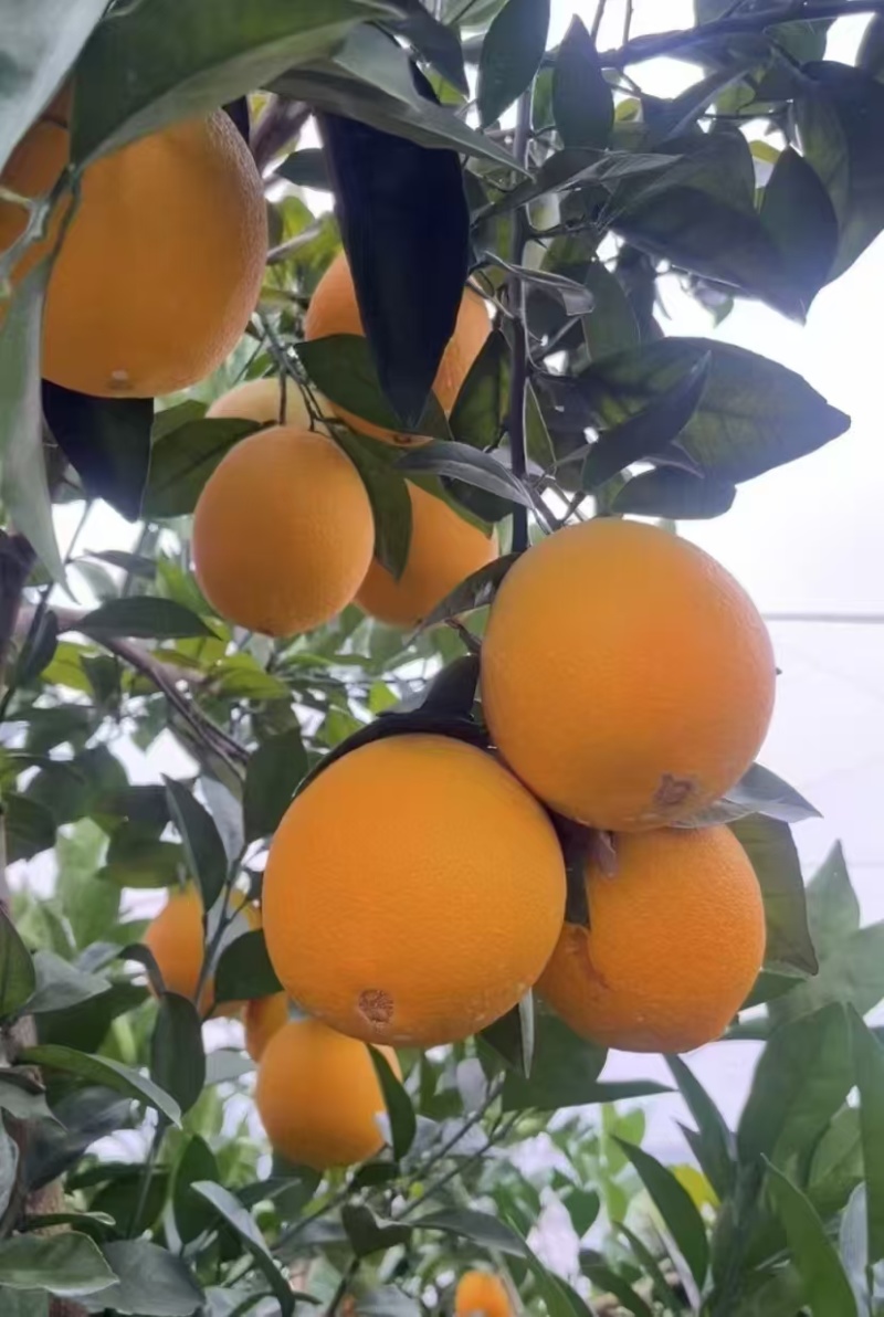 江西赣南脐橙