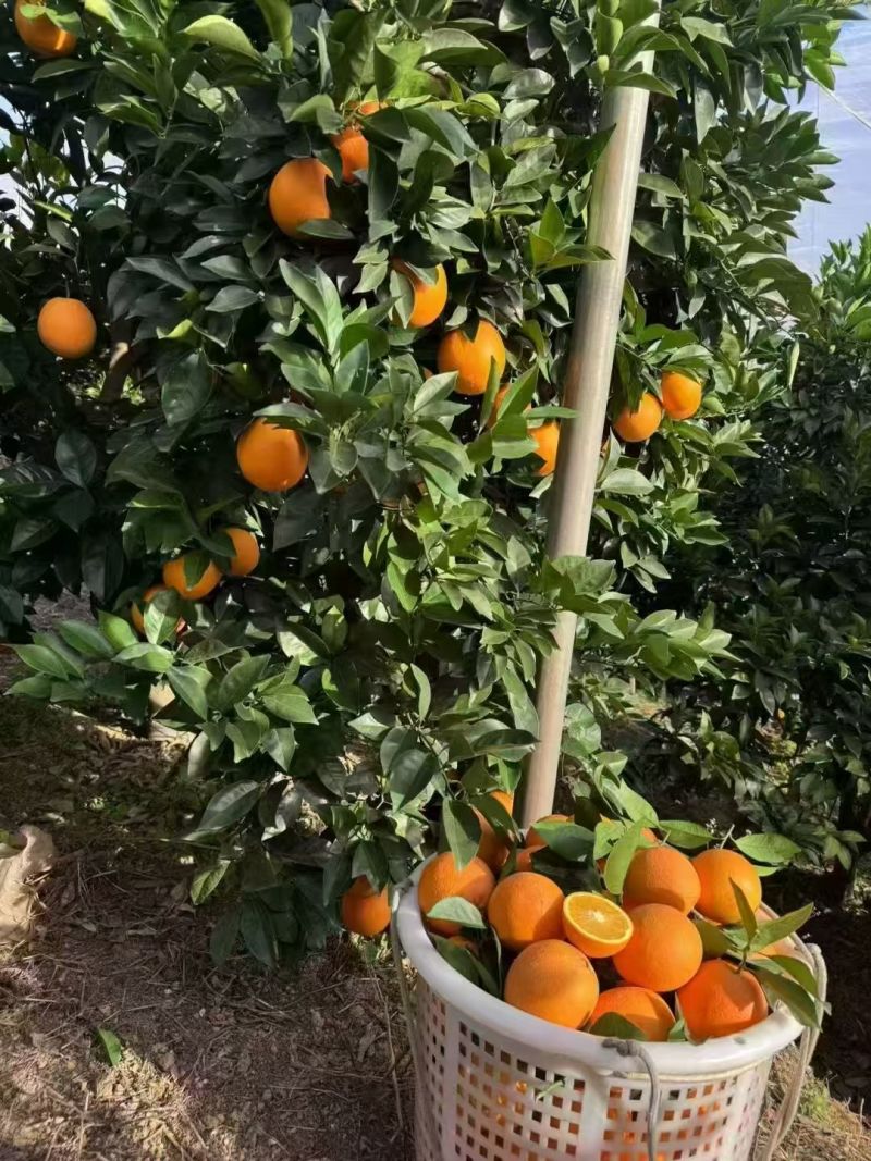 江西赣南脐橙