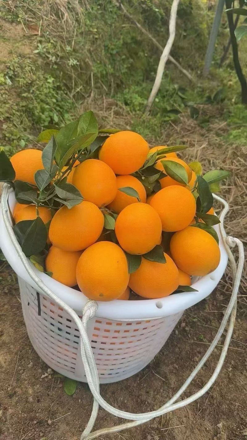 江西赣南脐橙