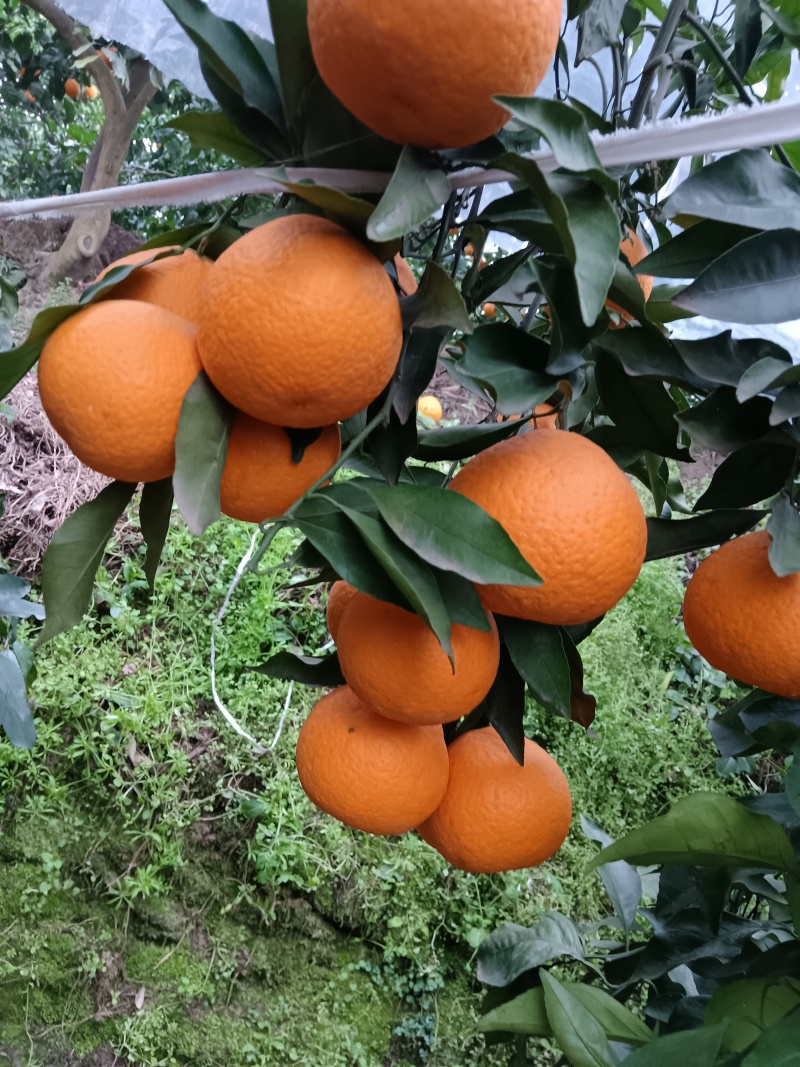 血橙