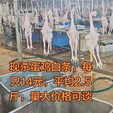 蛋鸡白条，淘汰老母鸡，每天两万多只屠宰量