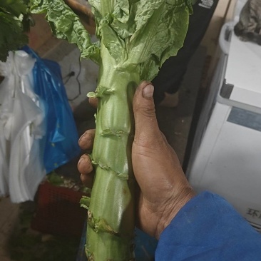 上海本地三青莴笋