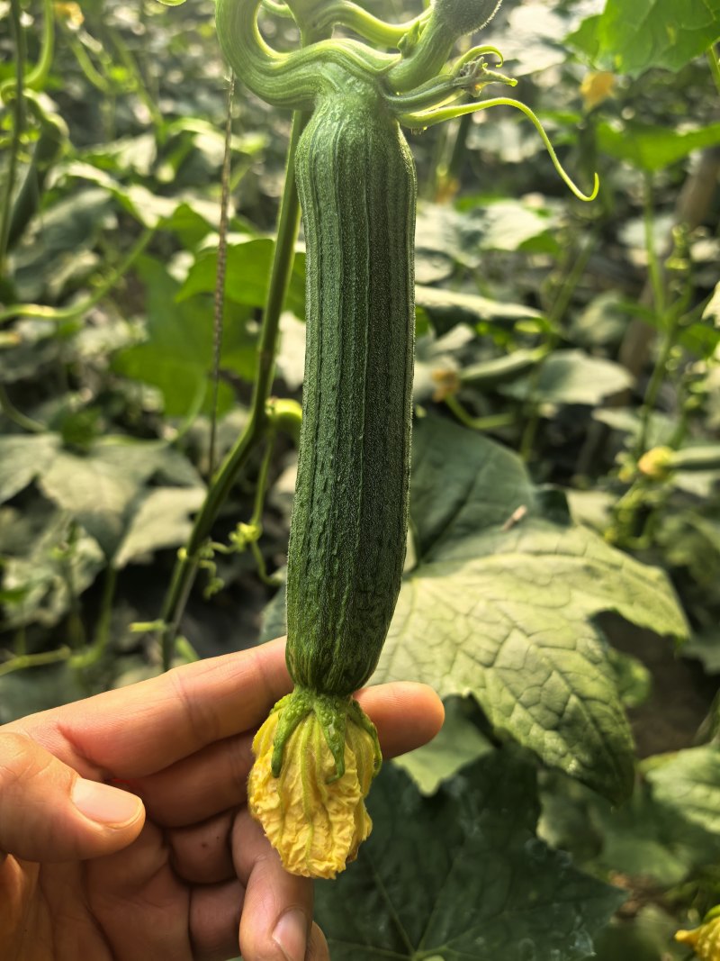 基地大棚油皮丝瓜