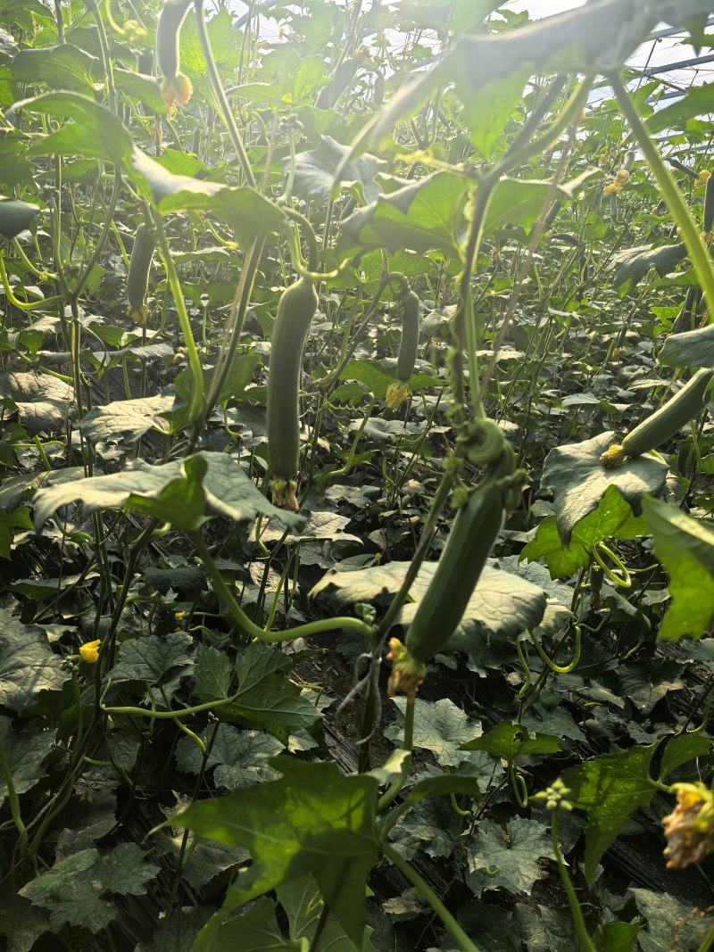 基地大棚油皮丝瓜