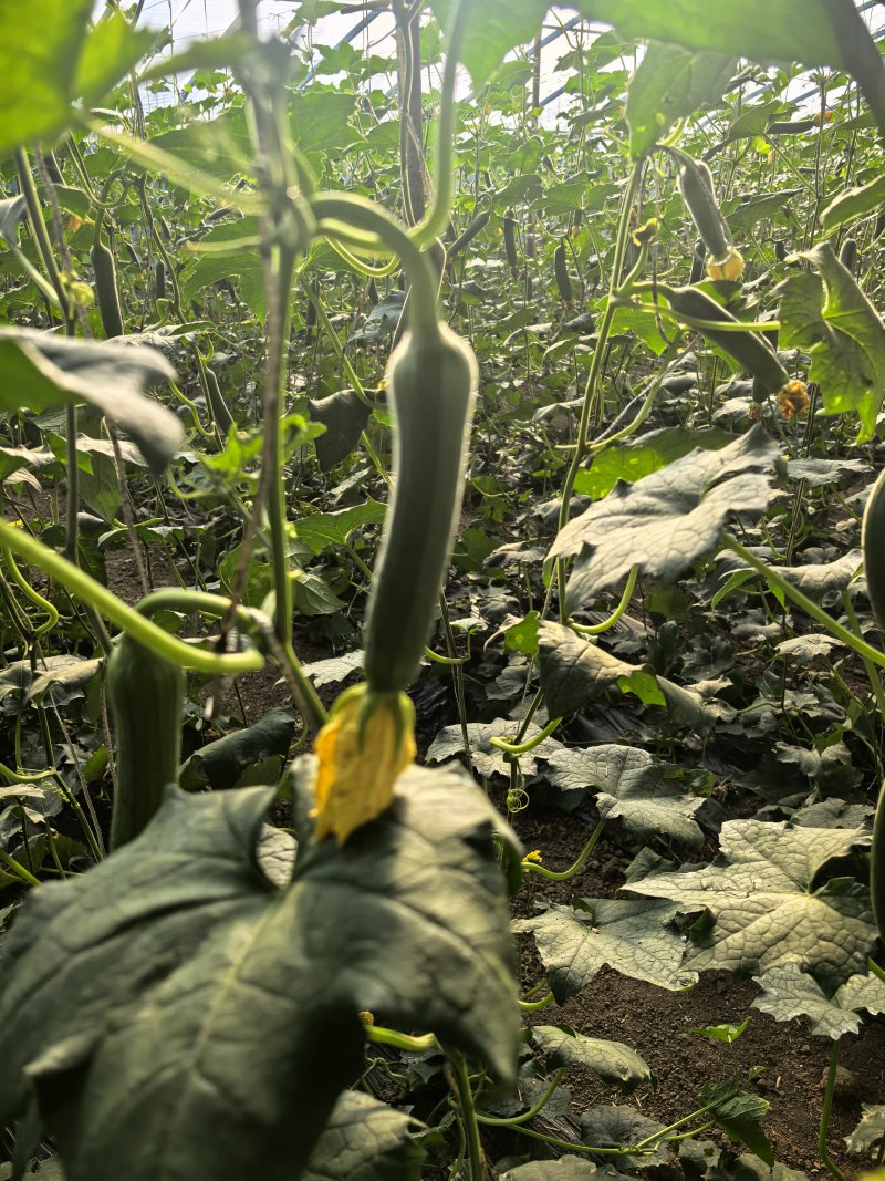 基地大棚油皮丝瓜