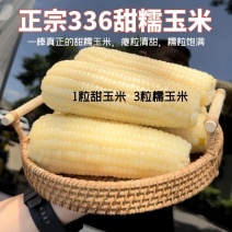 336甜糯玉米