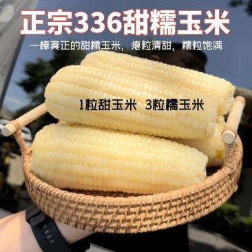 336甜糯玉米