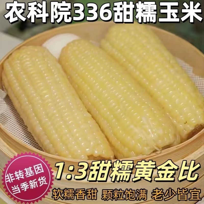 336甜糯玉米