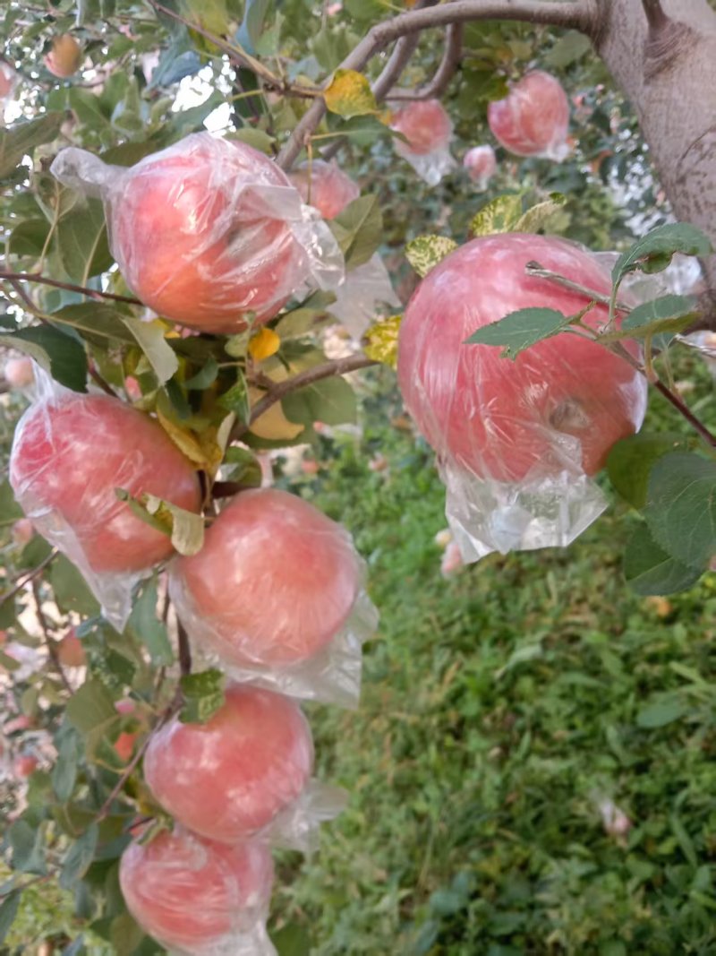红富士苹果，冰糖心，水分足，糖度高