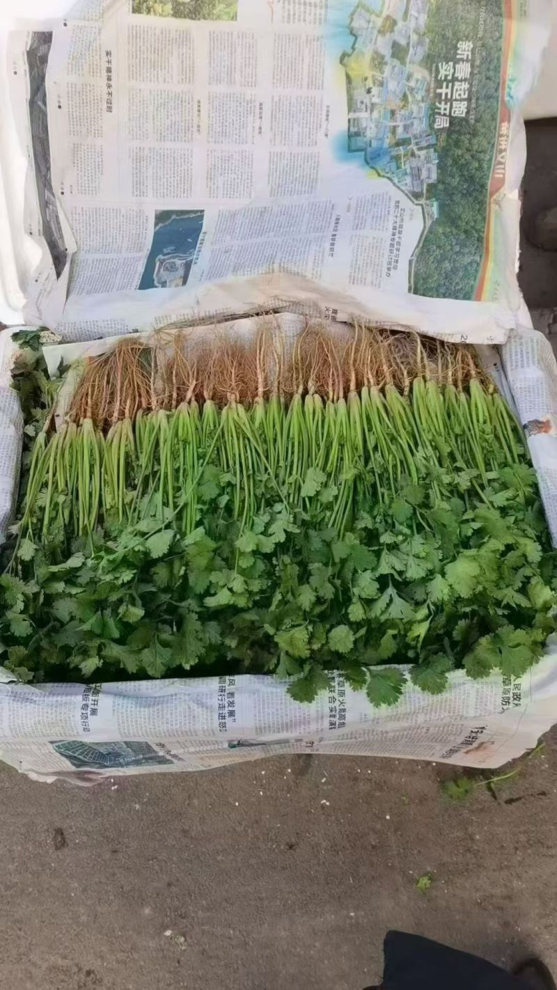铁杆香菜