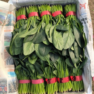 精品菠菜