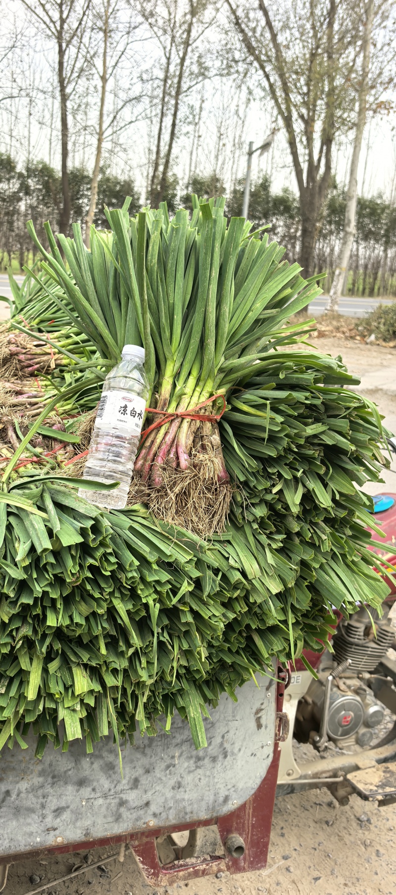 冷棚红根蒜苗，根红叶绿，产地直发，保证质量。