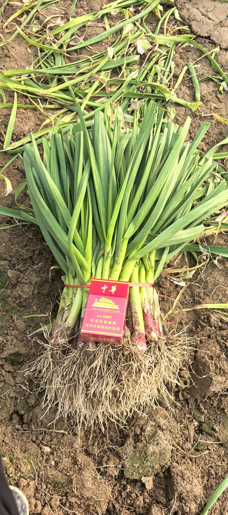 冷棚红根蒜苗，根红叶绿，产地直发，保证质量。