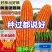 东单509，高抗高产玉米种，一手货源，原产地发货。
