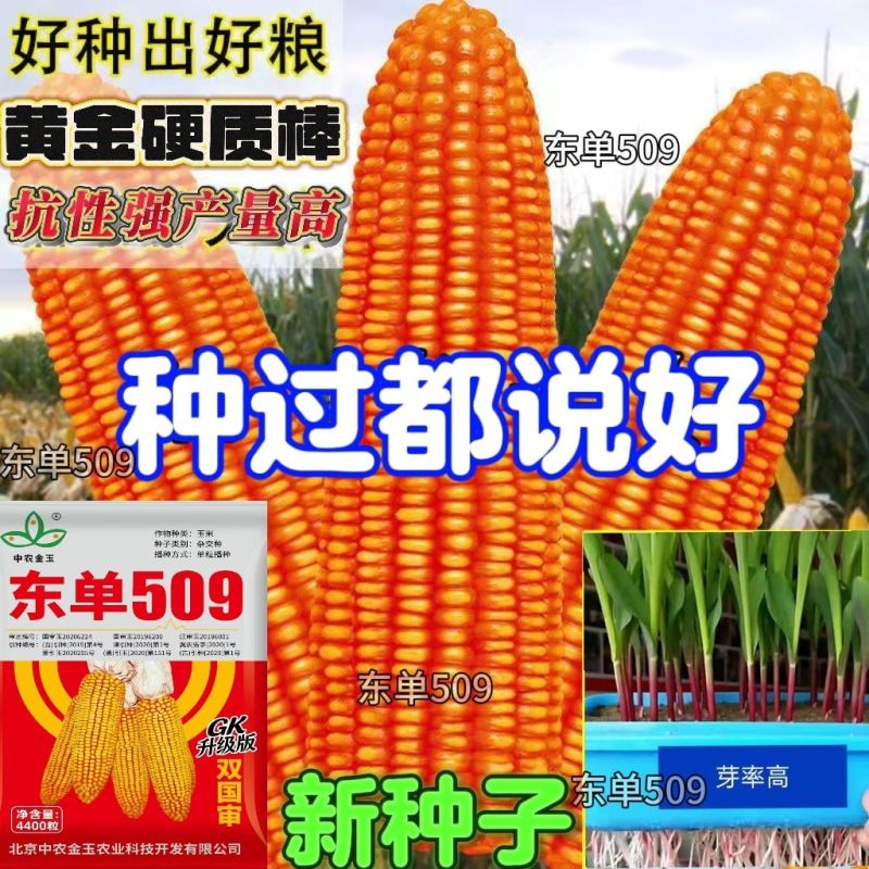 东单509，高抗高产玉米种，一手货源，原产地发货。