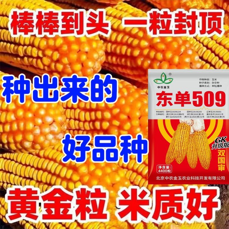 东单509，高抗高产玉米种，一手货源，原产地发货。