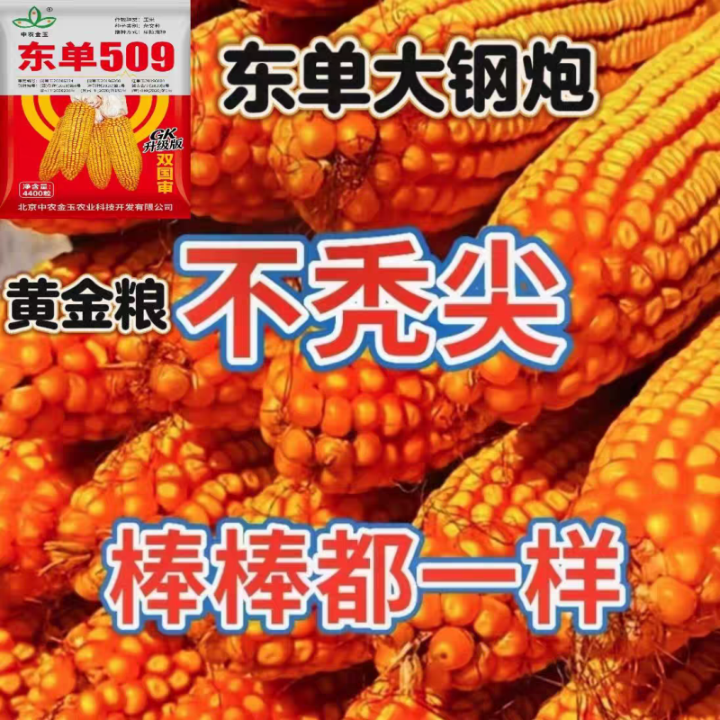 东单509，高抗高产玉米种，一手货源，原产地发货。
