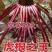 东单509，高抗高产双国审玉米种，棒大粒深，适应能力强