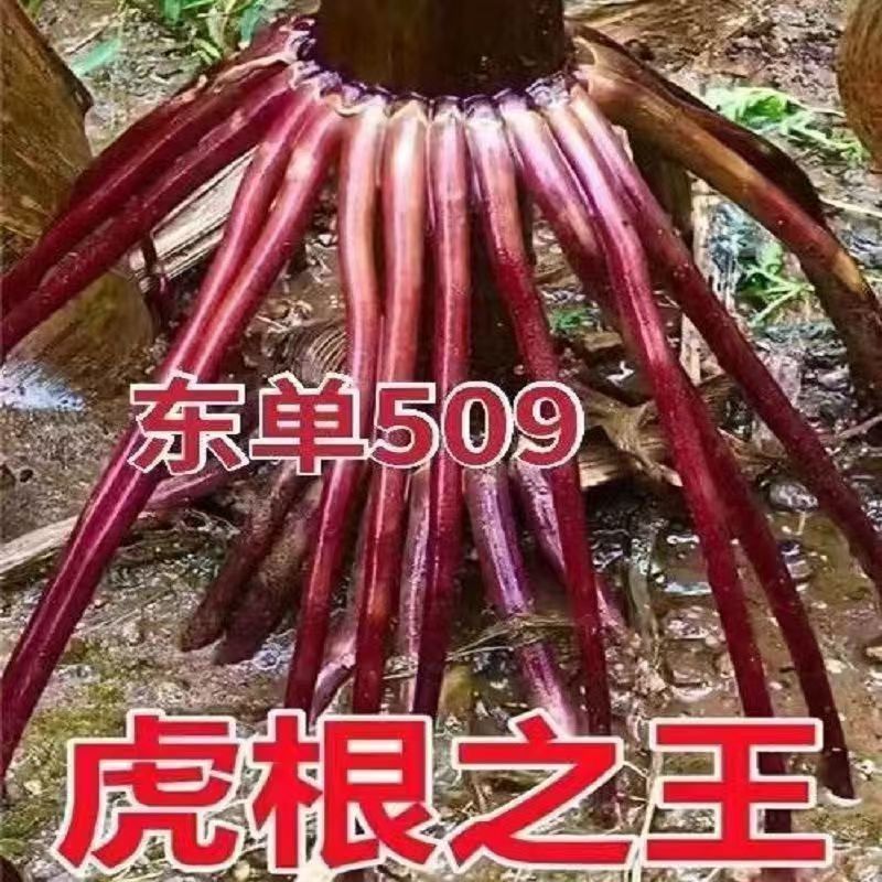 东单509，高抗高产双国审玉米种，棒大粒深，适应能力强